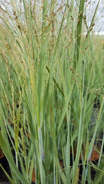 Panicum virgatum Heavy Metal